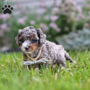 Luka, Cavapoo Puppy